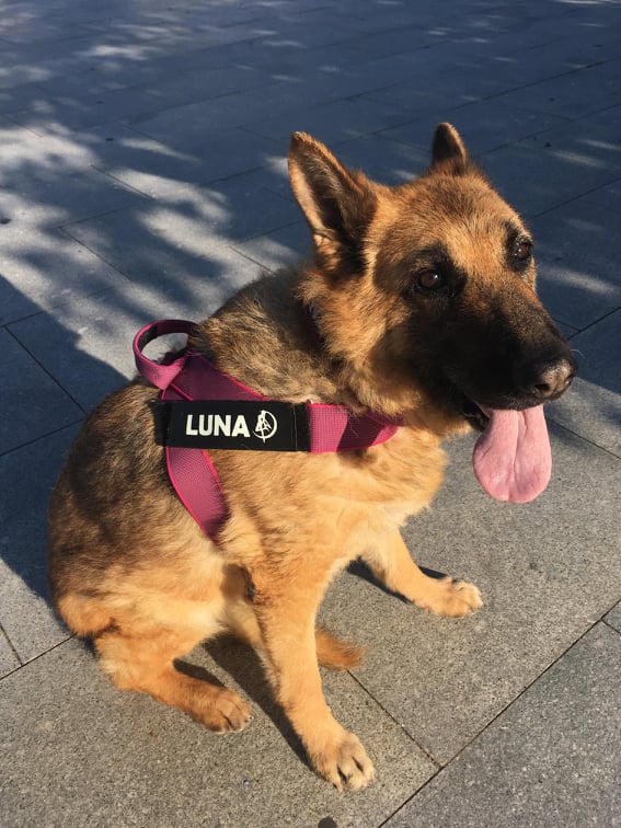 Etiquetas em napa personalizadas para Julius-K9 ou acessórios similares Etiquetas em napa personalizadas para Julius-K9 ou acessórios similares