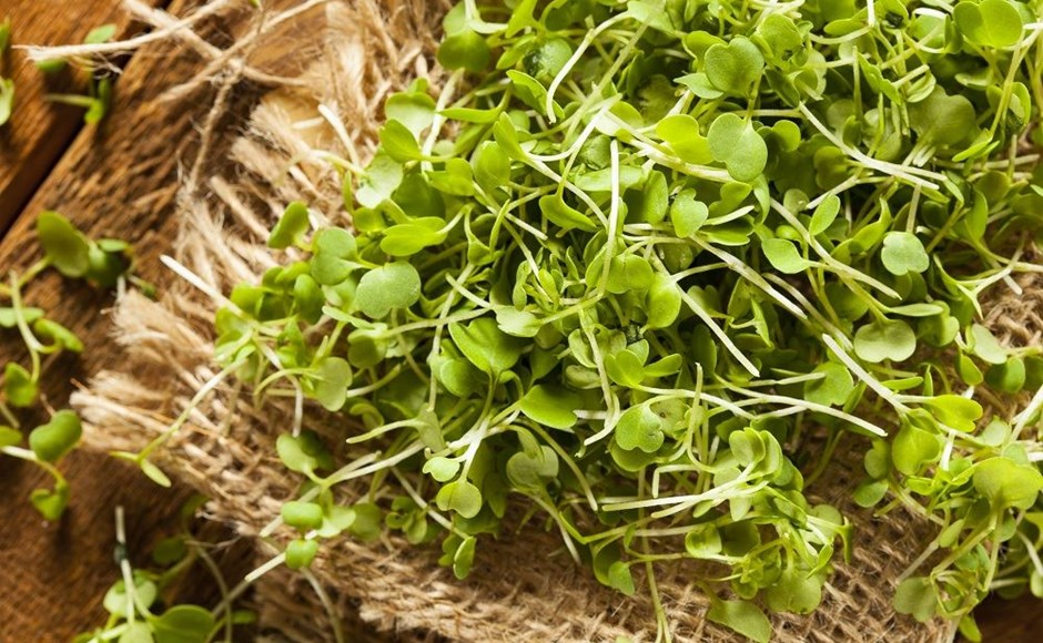 Magnífico mundo de microgreens Magnífico mundo de microgreens