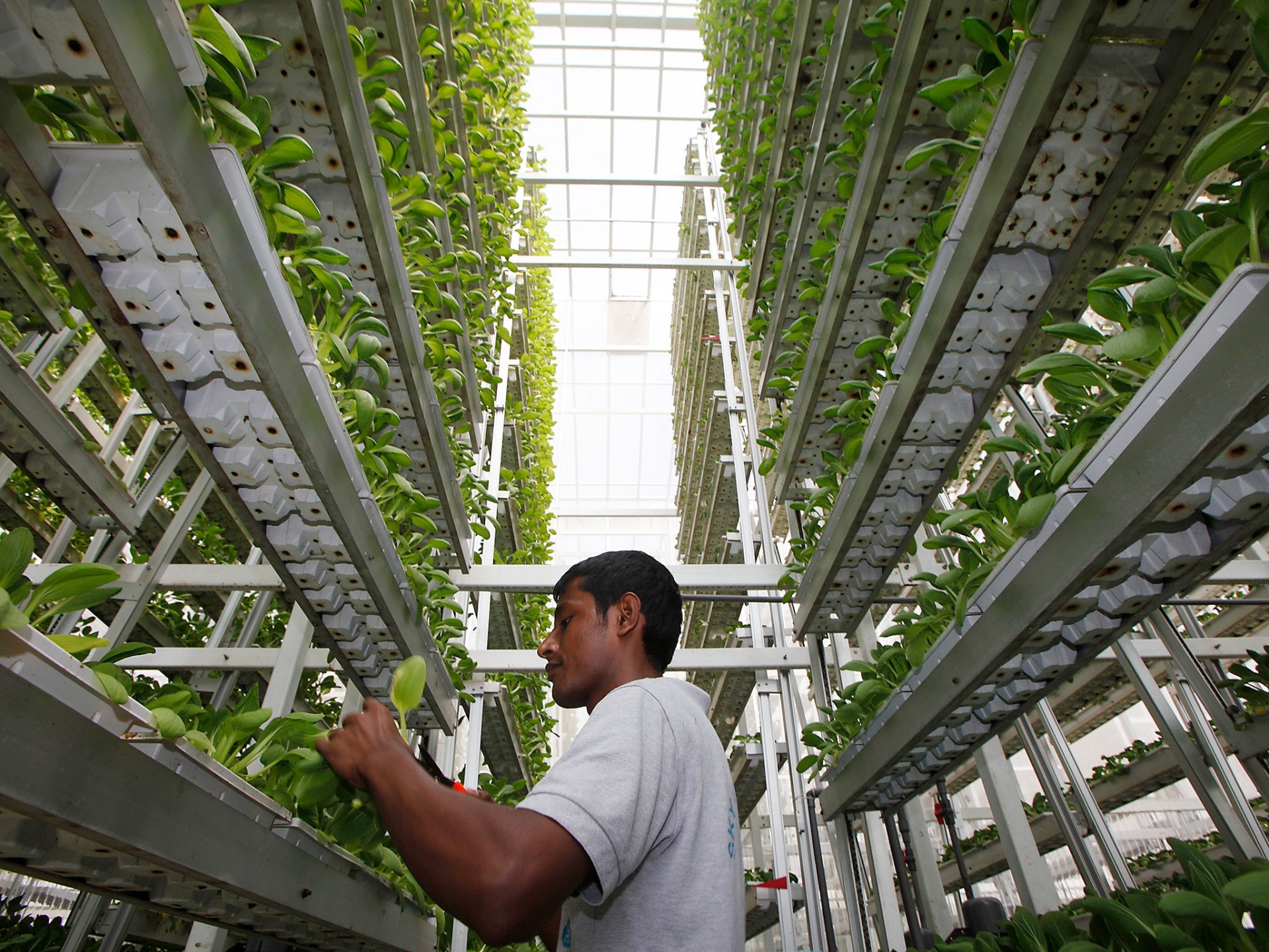 El papel de la agricultura vertical en la búsqueda de prácticas sostenibles El papel de la agricultura vertical en la búsqueda de prácticas sostenibles