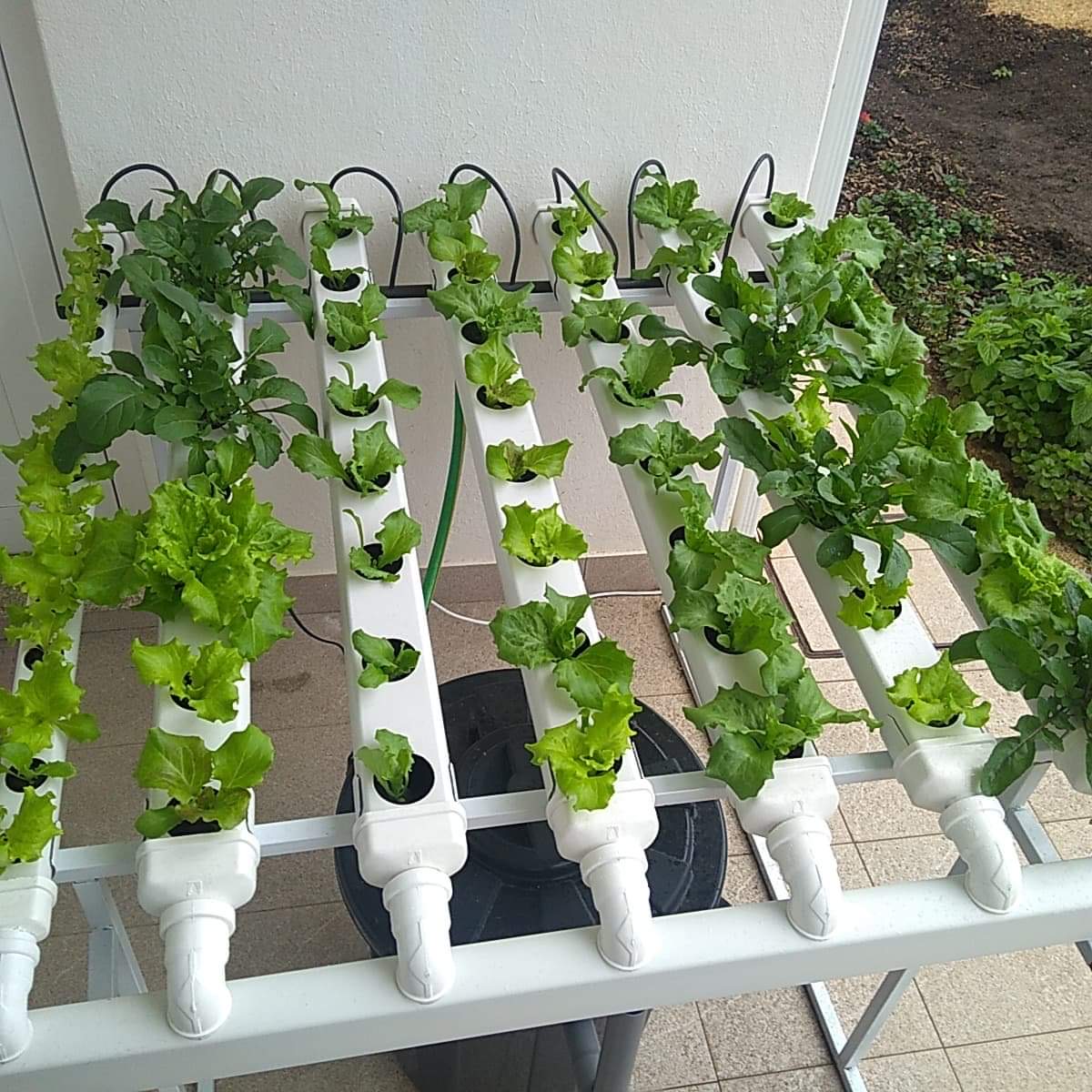 Huerto en Casa 60 Plantas | Hidroponía España I Cultivos Hidropónicos