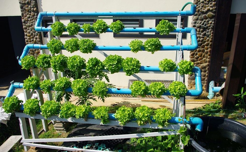 Cómo iniciar un proyecto en Hidroponia Cómo iniciar un proyecto en Hidroponia