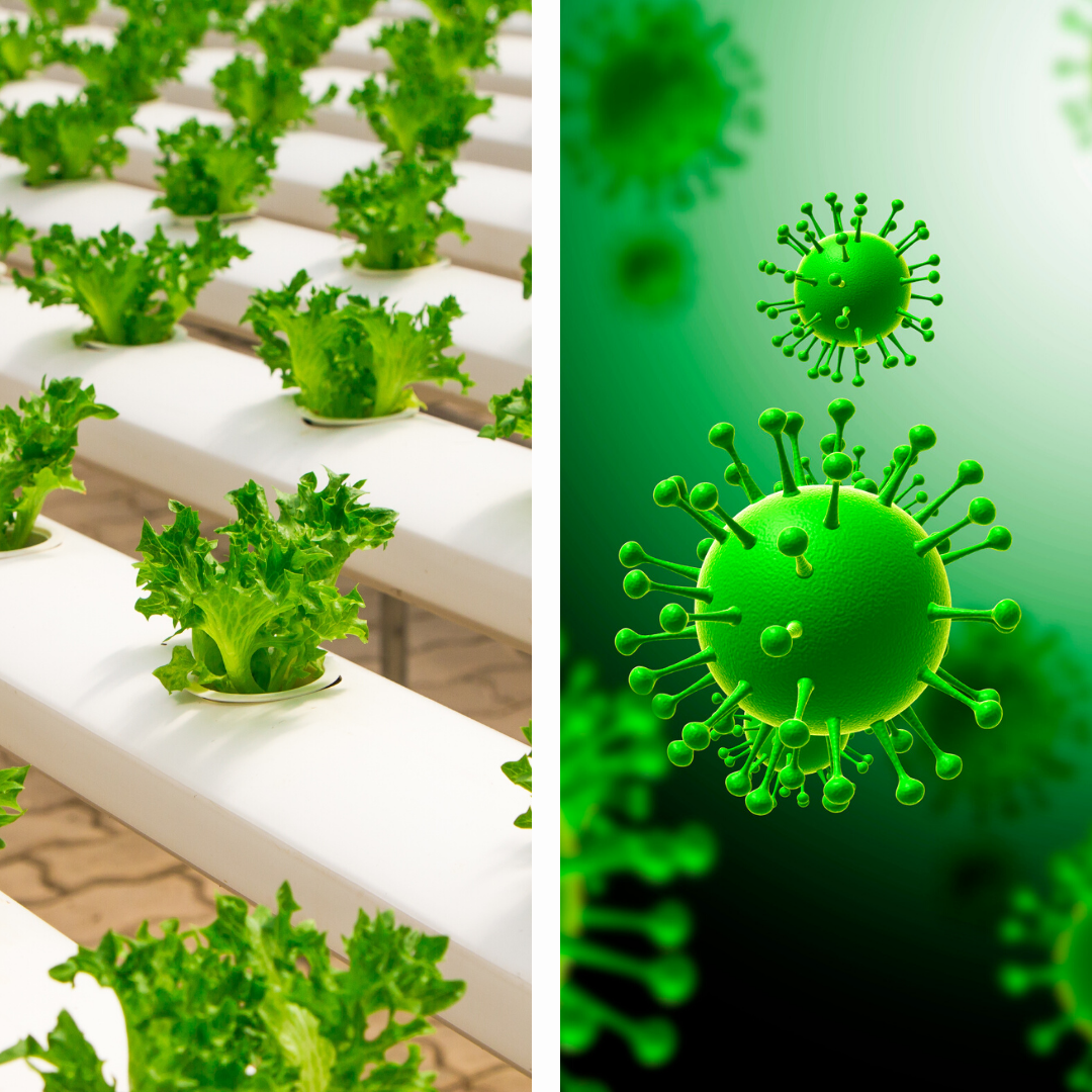 Coronavirus, Hidroponia y Seguridad Alimentaria Coronavirus, Hidroponia y Seguridad Alimentaria