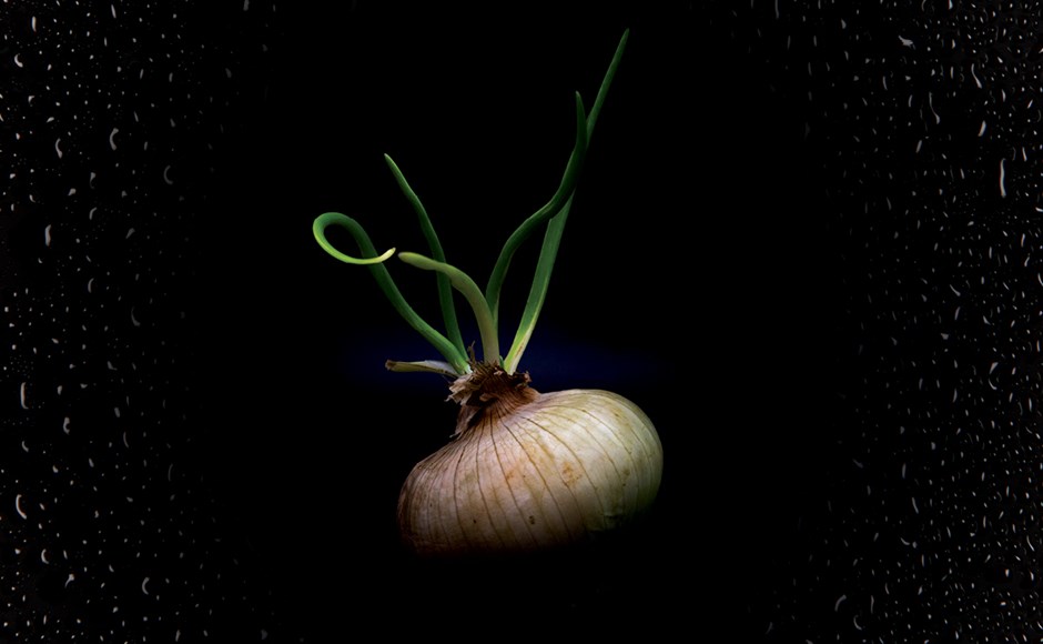 Cómo cultivar tubérculos y bulbos en hidroponía Cómo cultivar tubérculos y bulbos en hidroponía