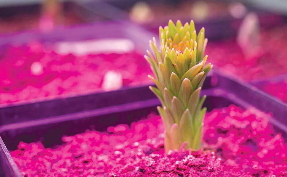 Influência do espectro da luz no crescimento das plantas Influência do espectro da luz no crescimento das plantas