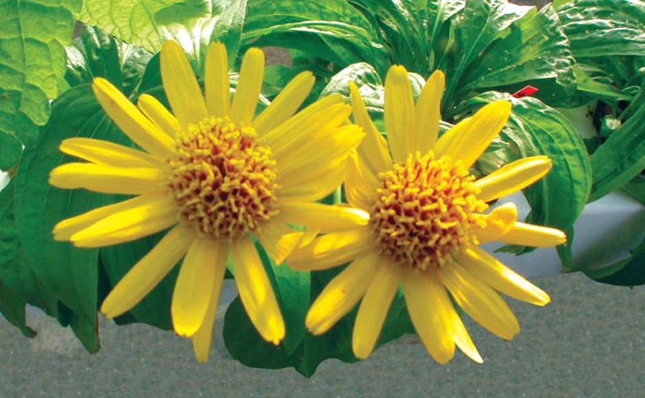 Cultivar plantas medicinais em Hidroponia Cultivar plantas medicinais em Hidroponia