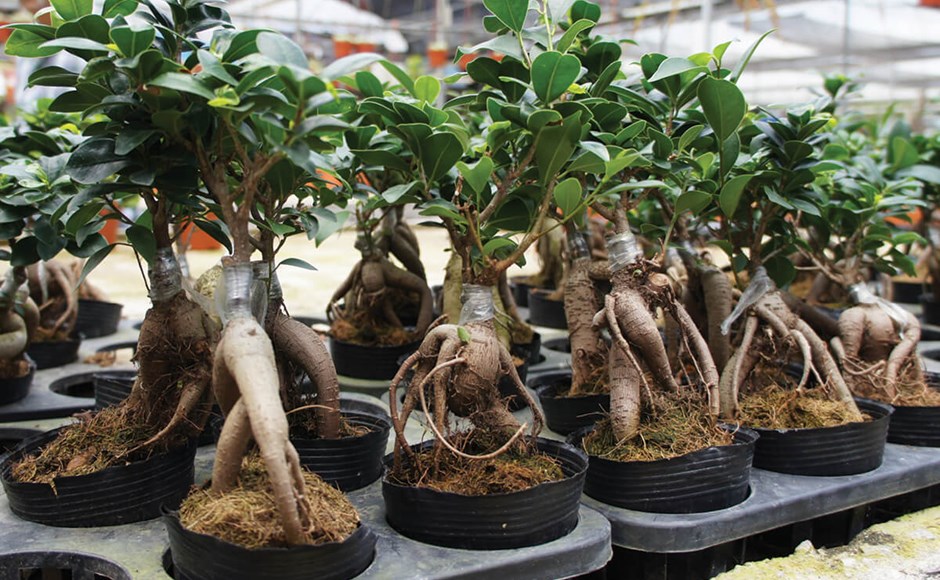 Culturas hidropónicas crescentes: ginseng, louro e estragão Culturas hidropónicas crescentes: ginseng, louro e estragão