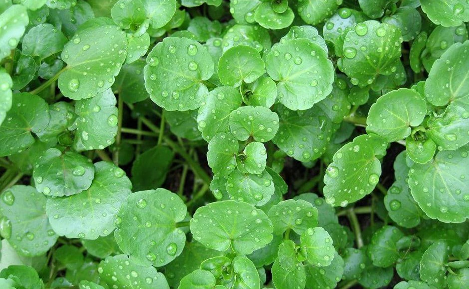 Cultivar plantas aquáticas Cultivar plantas aquáticas