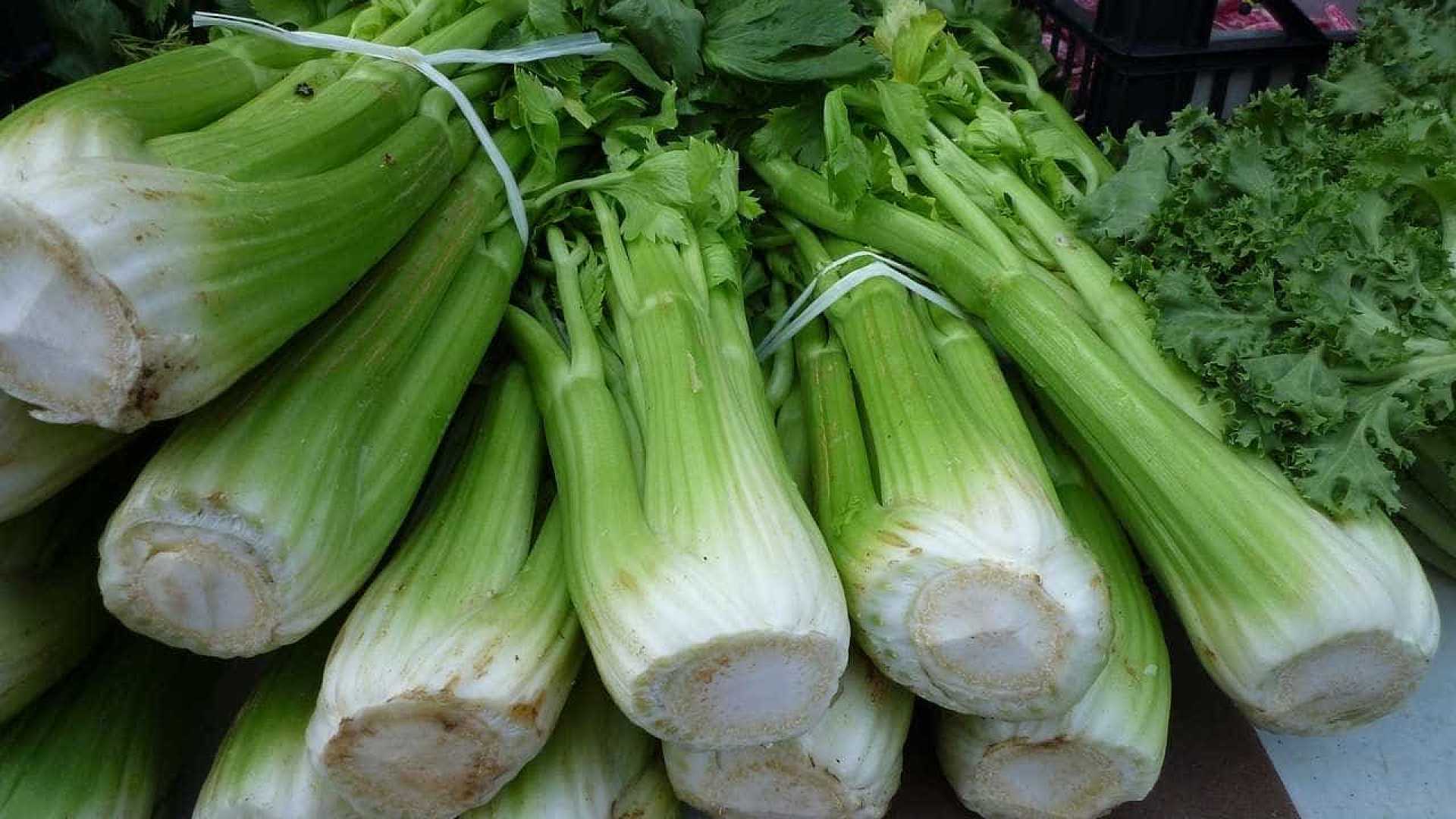 Cultivar Aipo em Hidroponia Cultivar Aipo em Hidroponia