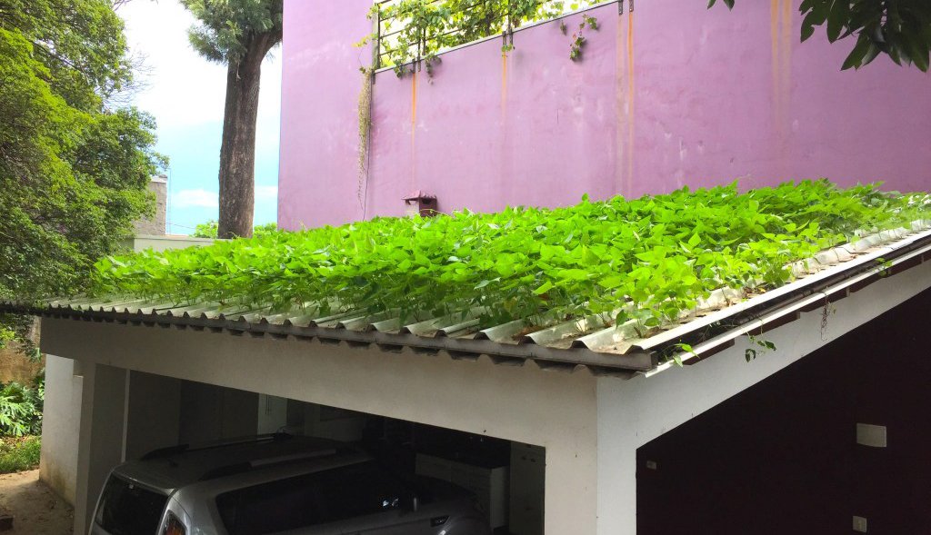 Agrónomo brasileiro cria primeira telha hidropónica do mundo Agrónomo brasileiro cria primeira telha hidropónica do mundo