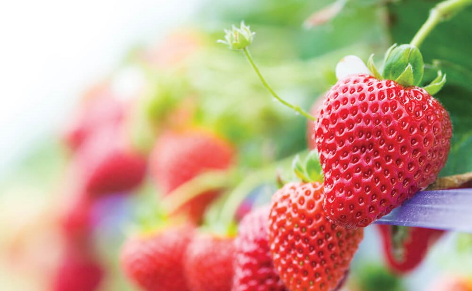 Nutrientes para frutificação Nutrientes para frutificação
