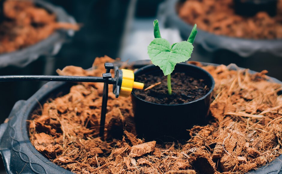 Irrigação por gotejamento Irrigação por gotejamento
