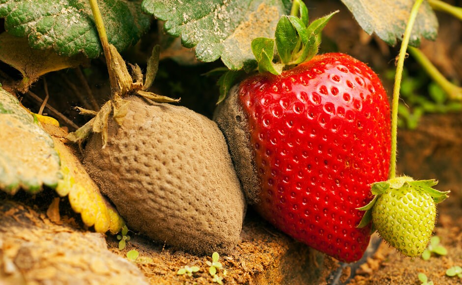 Como tratar a botrytis Como tratar a botrytis