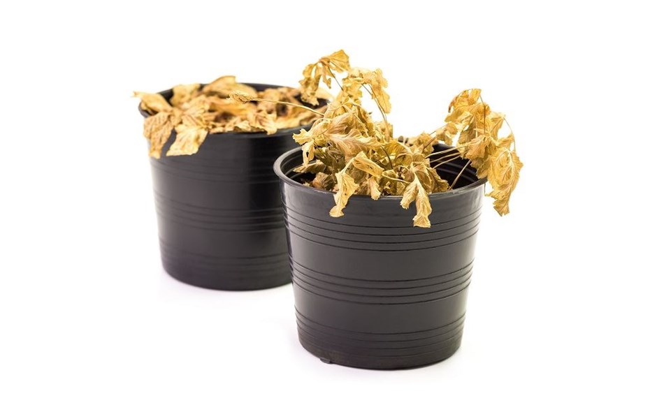 SOS: Porque é que as minhas plantas continuam a morrer? SOS: Porque é que as minhas plantas continuam a morrer?