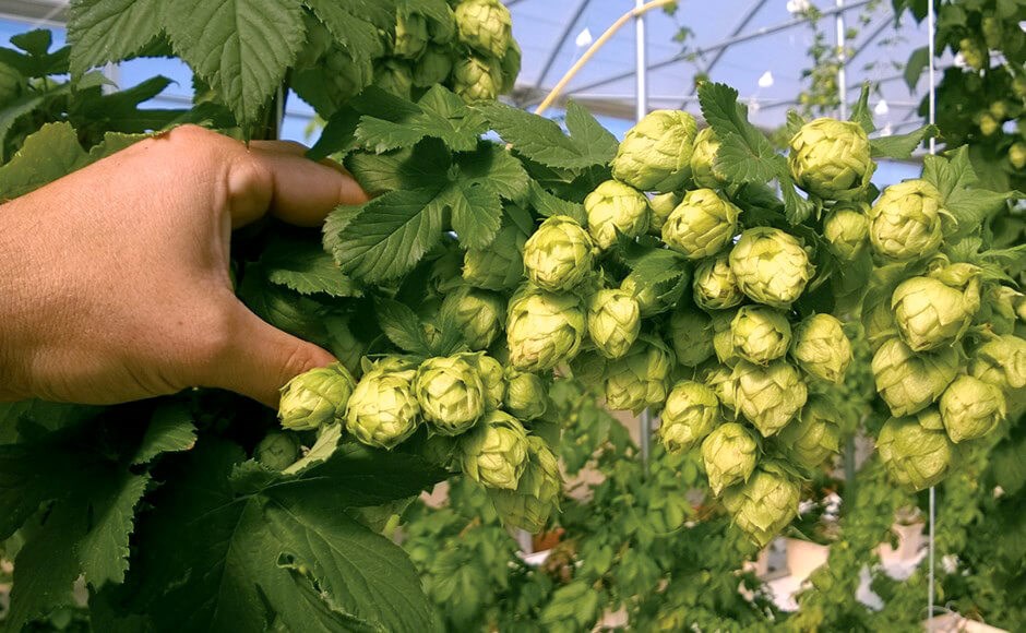 A arte de cultivar lúpulos hidropónicos A arte de cultivar lúpulos hidropónicos
