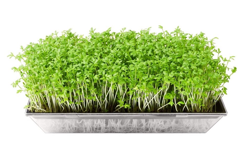 Microgreens - A micro revolução! Microgreens - A micro revolução!