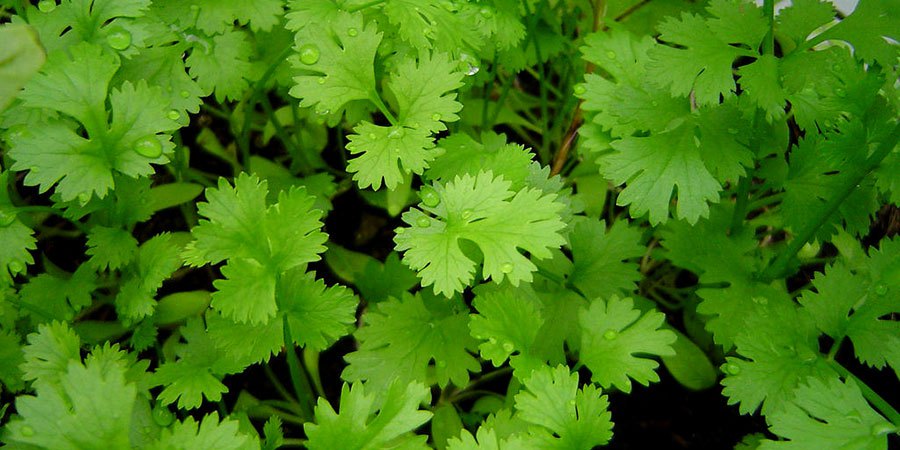 Hidroponia - A melhor opção para cultivar coentros Hidroponia - A melhor opção para cultivar coentros