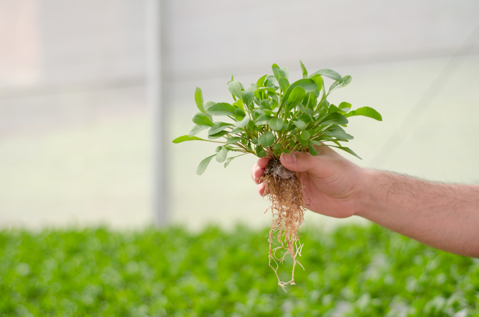 Podridão radicular: como lidar com esse problema Podridão radicular: como lidar com esse problema