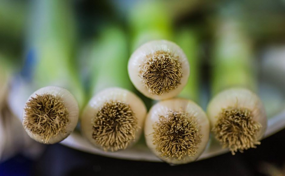 Cultivar Alho-Porro em Hidroponia Cultivar Alho-Porro em Hidroponia