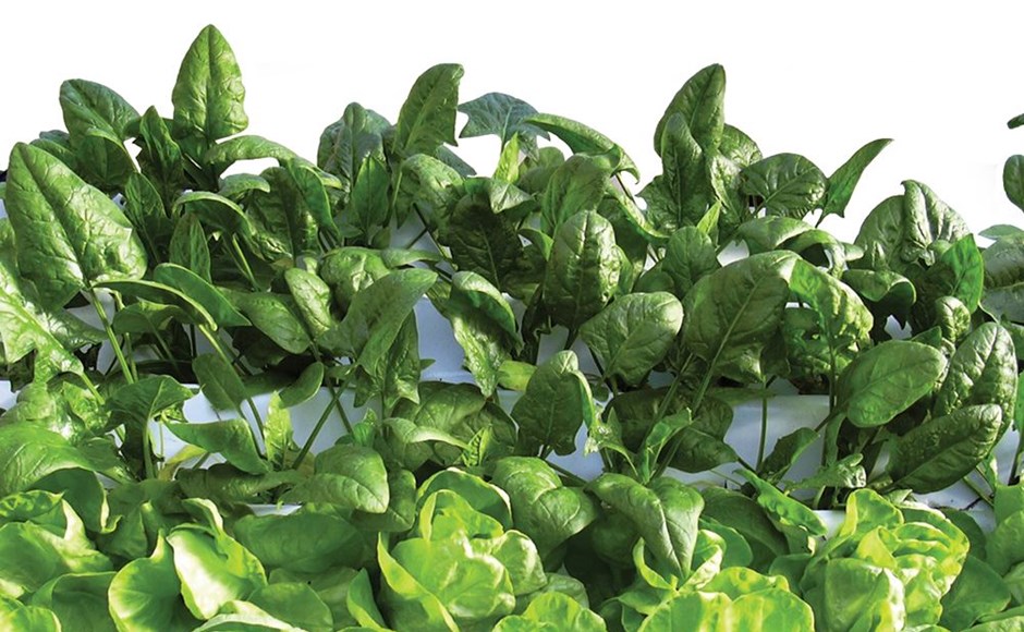 Dicas para cultivar espinafre, endívia e acelga usando hidroponia Dicas para cultivar espinafre, endívia e acelga usando hidroponia