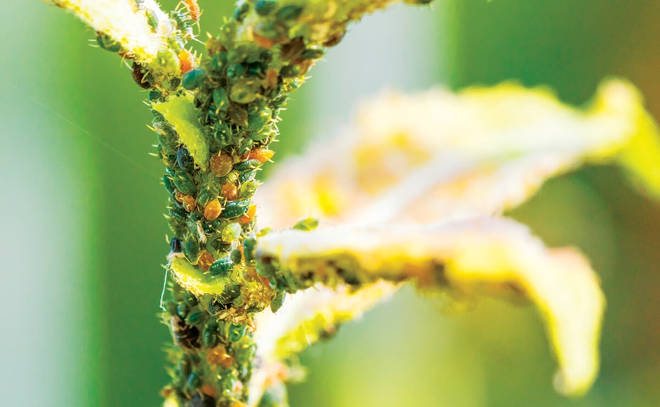 Plantas doentes: como obter o melhor diagnóstico Plantas doentes: como obter o melhor diagnóstico