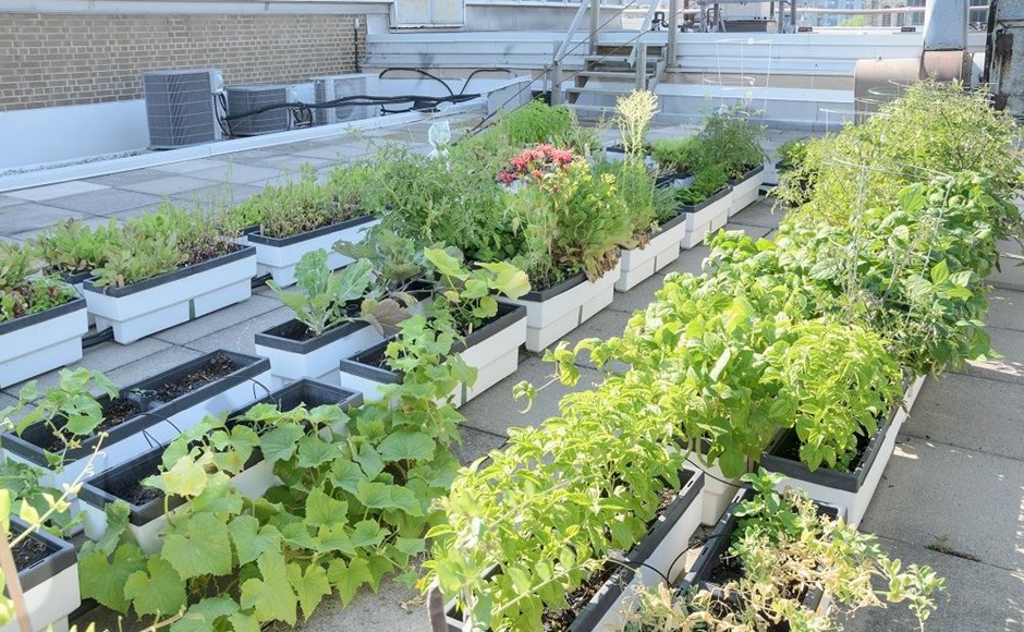 Guia para ter um jardim no terraço Guia para ter um jardim no terraço
