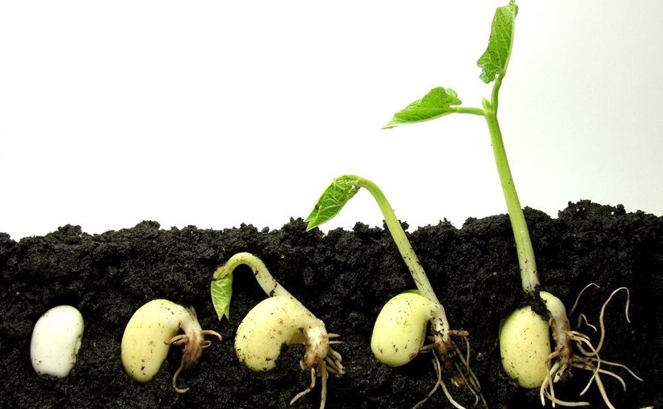 Germinar sementes e cuidar das mudas Germinar sementes e cuidar das mudas