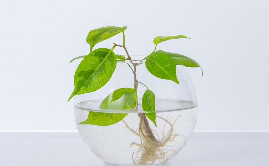 6 Etapas para aplicar o Método Kratky 6 Etapas para aplicar o Método Kratky