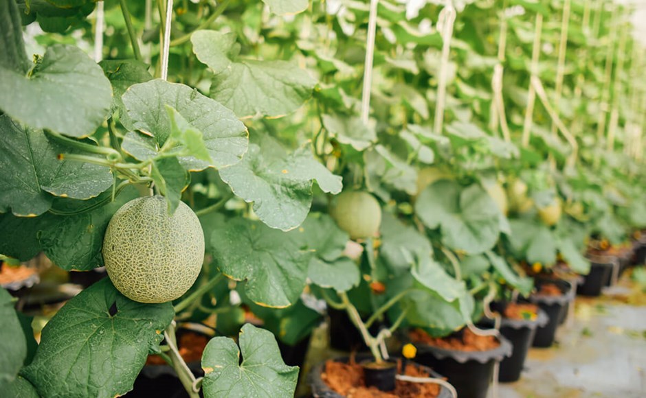 Dicas para cultivar melão, pepino e beringelas em Hidroponia Dicas para cultivar melão, pepino e beringelas em Hidroponia