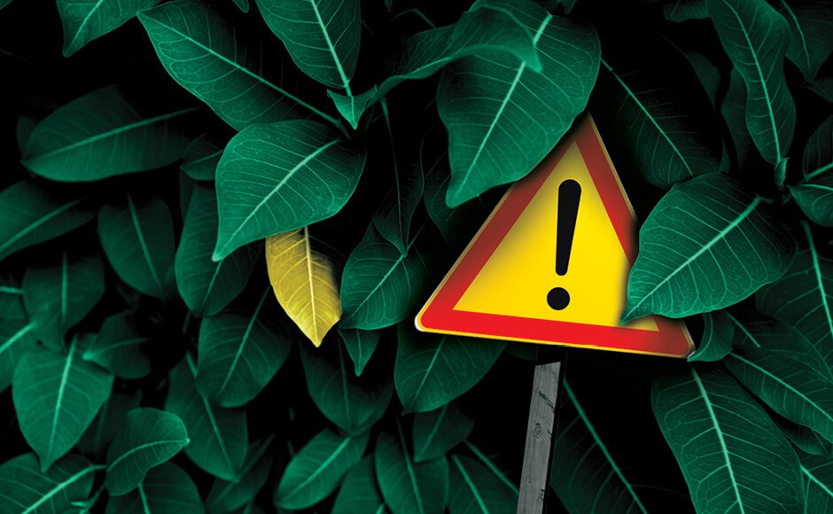 7 razões para folhas amarelas 7 razões para folhas amarelas
