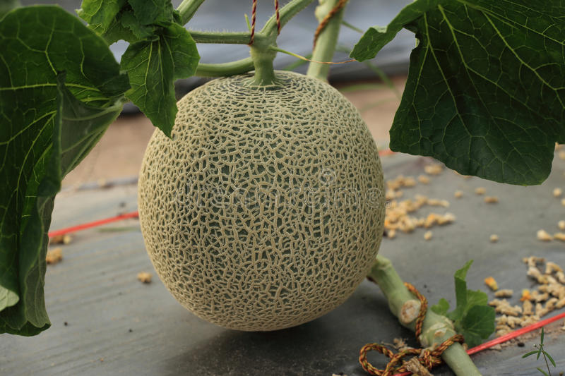 Árvores de fruto em Hidroponia? Árvores de fruto em Hidroponia?