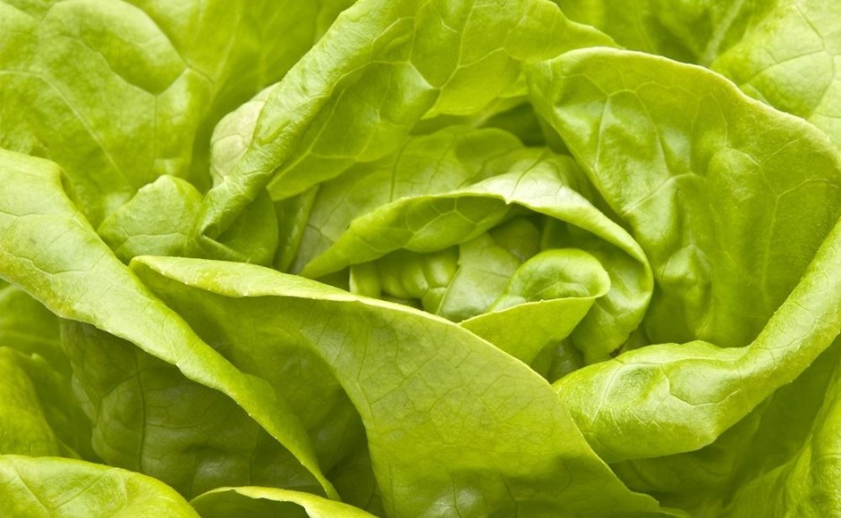 Como cultivar alface todo o ano Como cultivar alface todo o ano