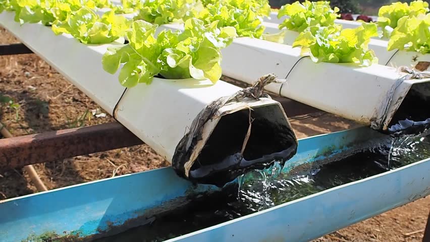 Importância do sistema hidráulico em Hidroponia Importância do sistema hidráulico em Hidroponia