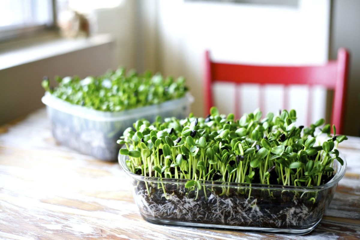 Benefícios dos Microgreens e como cultivar Benefícios dos Microgreens e como cultivar