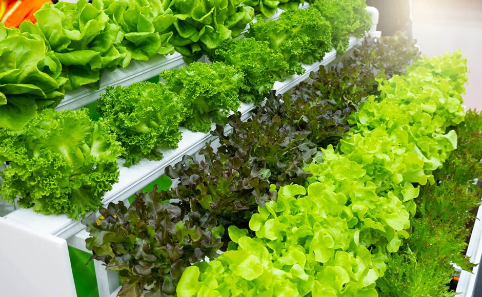 Como a agricultura sem solo difere da agricultura baseada no solo Como a agricultura sem solo difere da agricultura baseada no solo